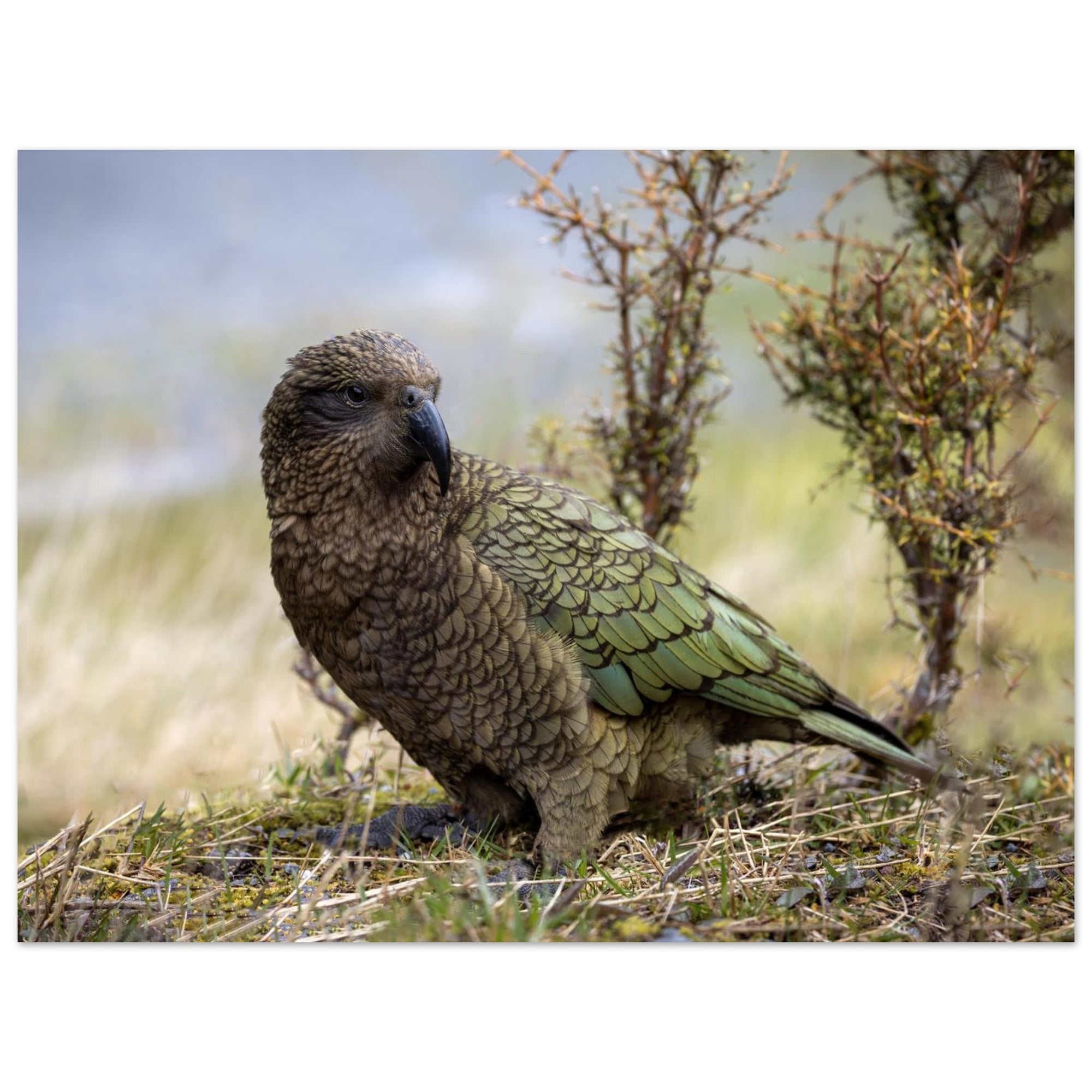 10704f85-0b83-4cfc-8432-154dcb407be8