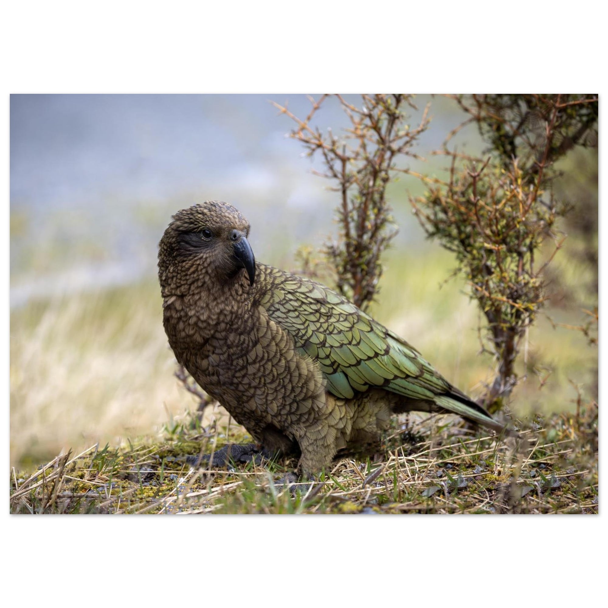 25c18b10-642c-4cd8-9c59-3ced96491918