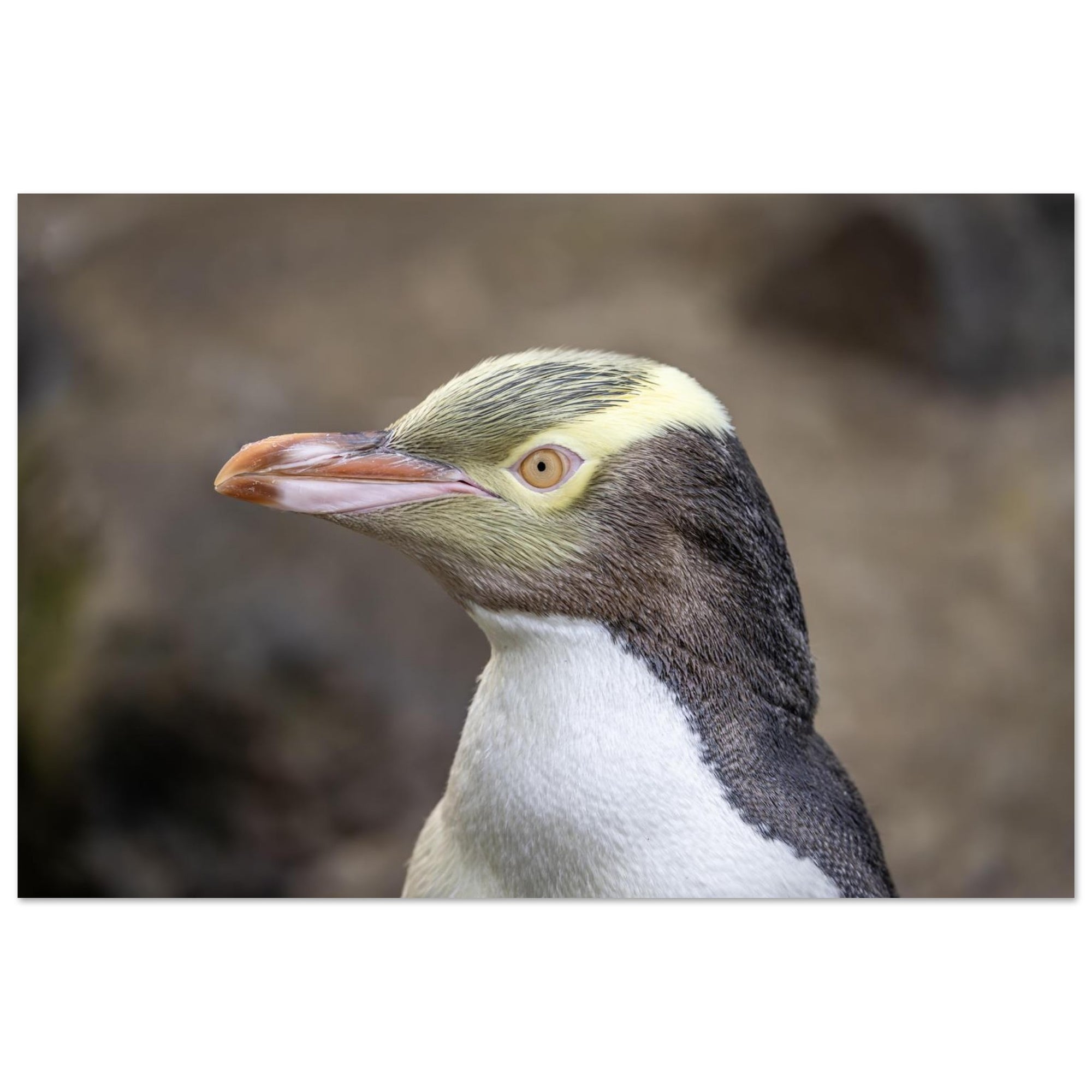 27ca0517-8dae-46c7-9867-4c8eaf2b8701