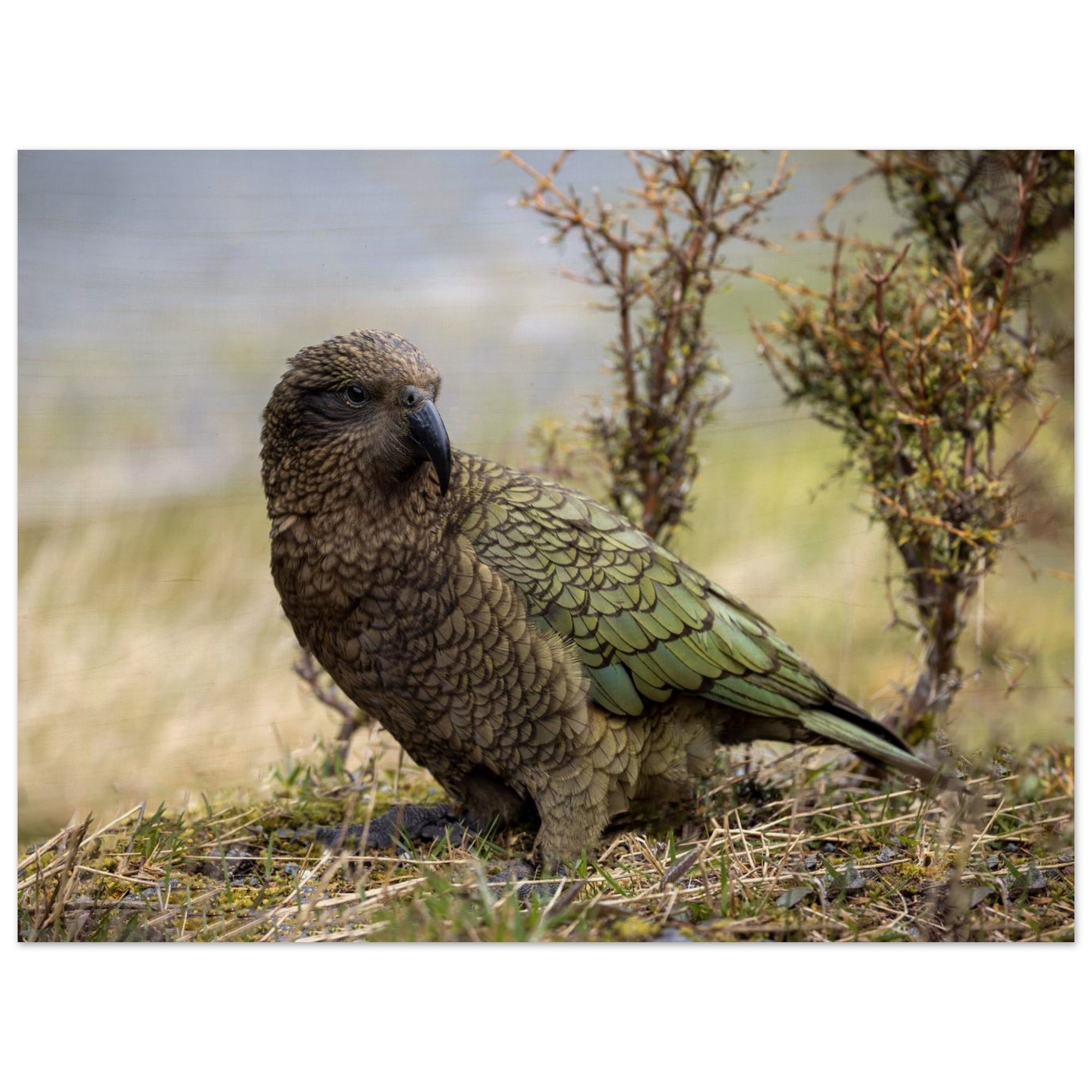 2d9d50cb-0dce-4745-be4f-aadf25d6523a