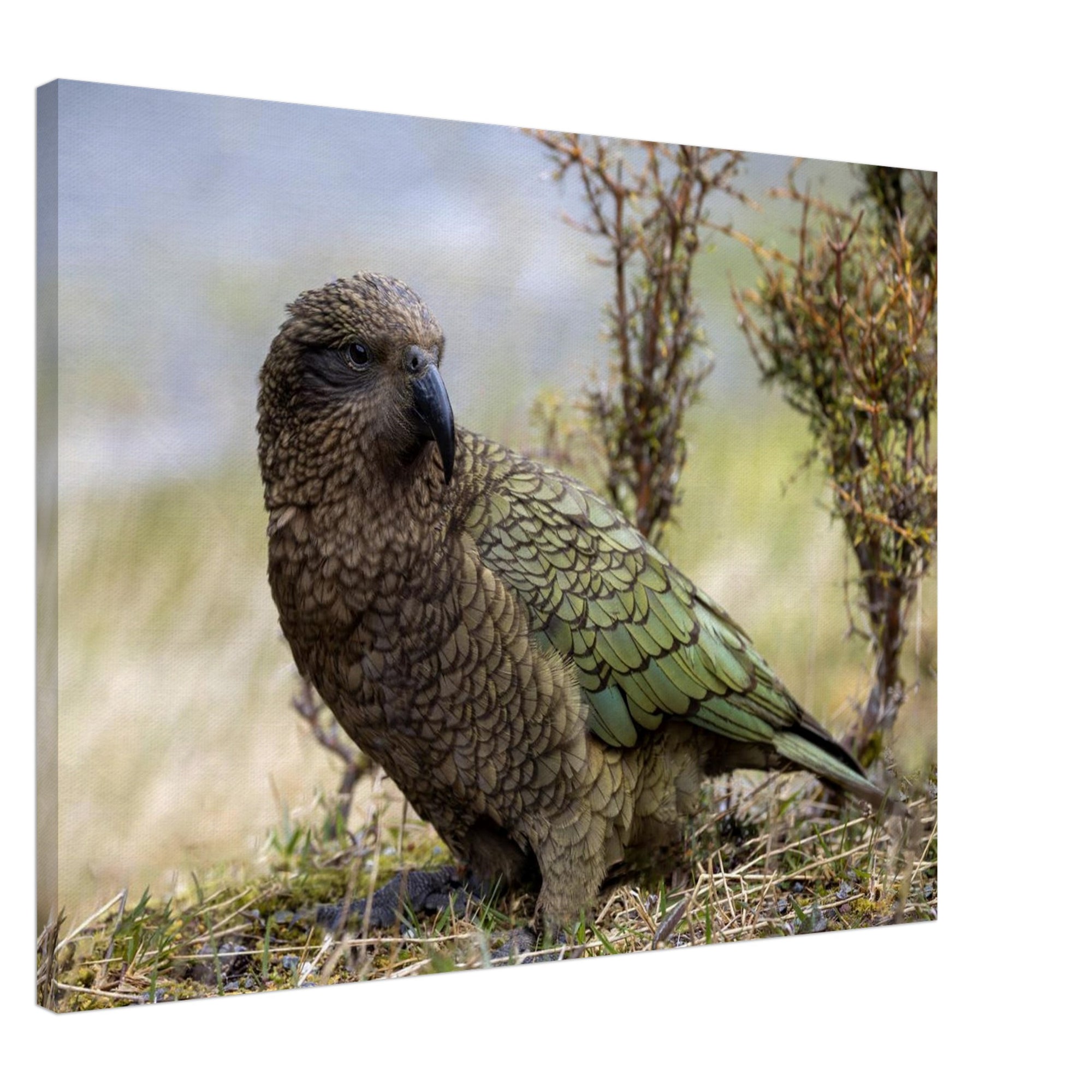 3c1d3cb6-0e9d-4c9f-900b-9f06dadcfce7