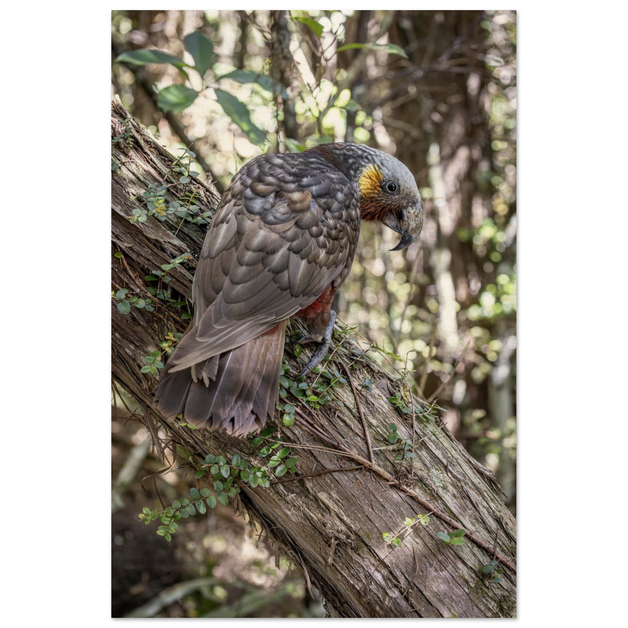 4951b995-b088-422e-952e-18a57a742e53