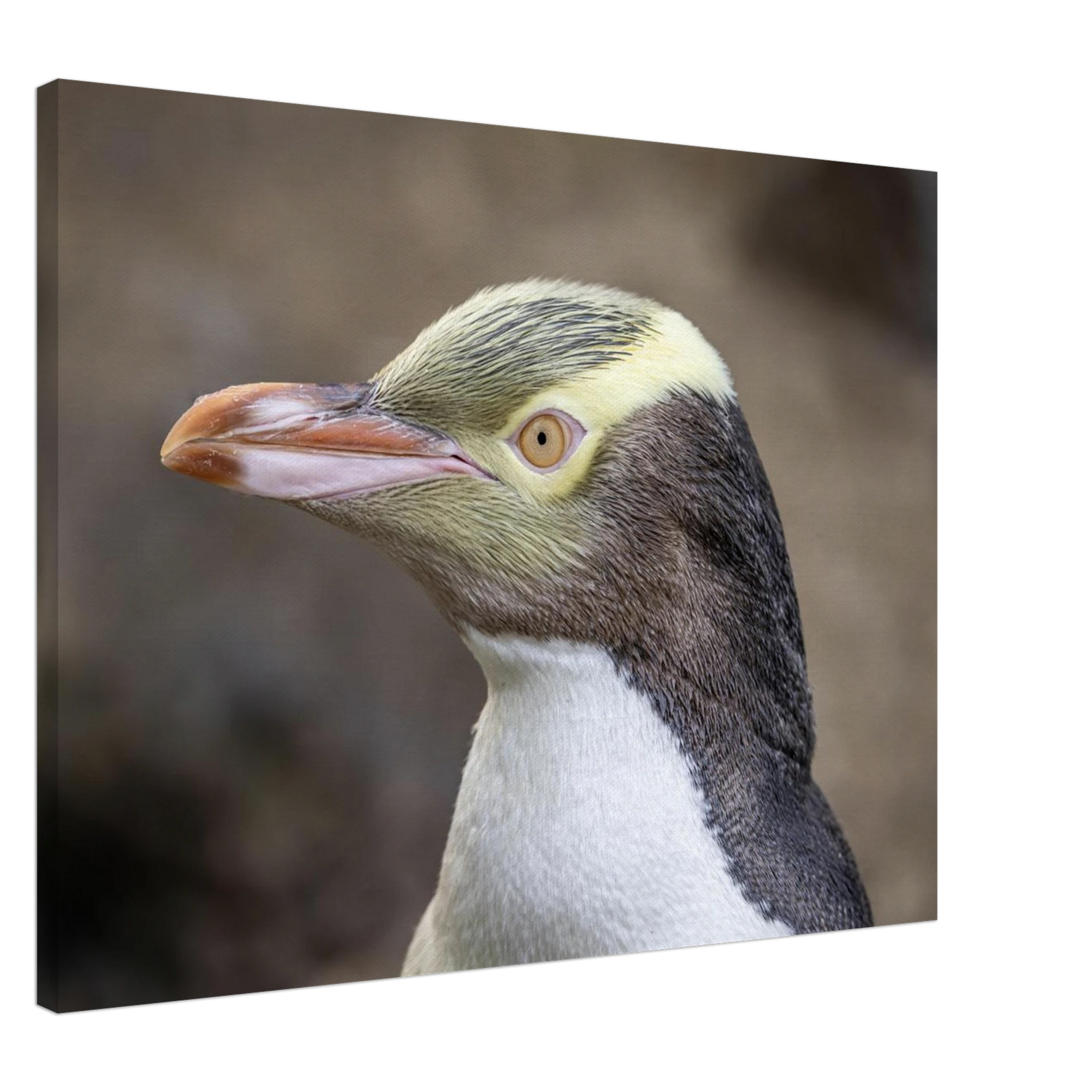 5158507f-da13-4463-a24f-b3262ba6ebcf