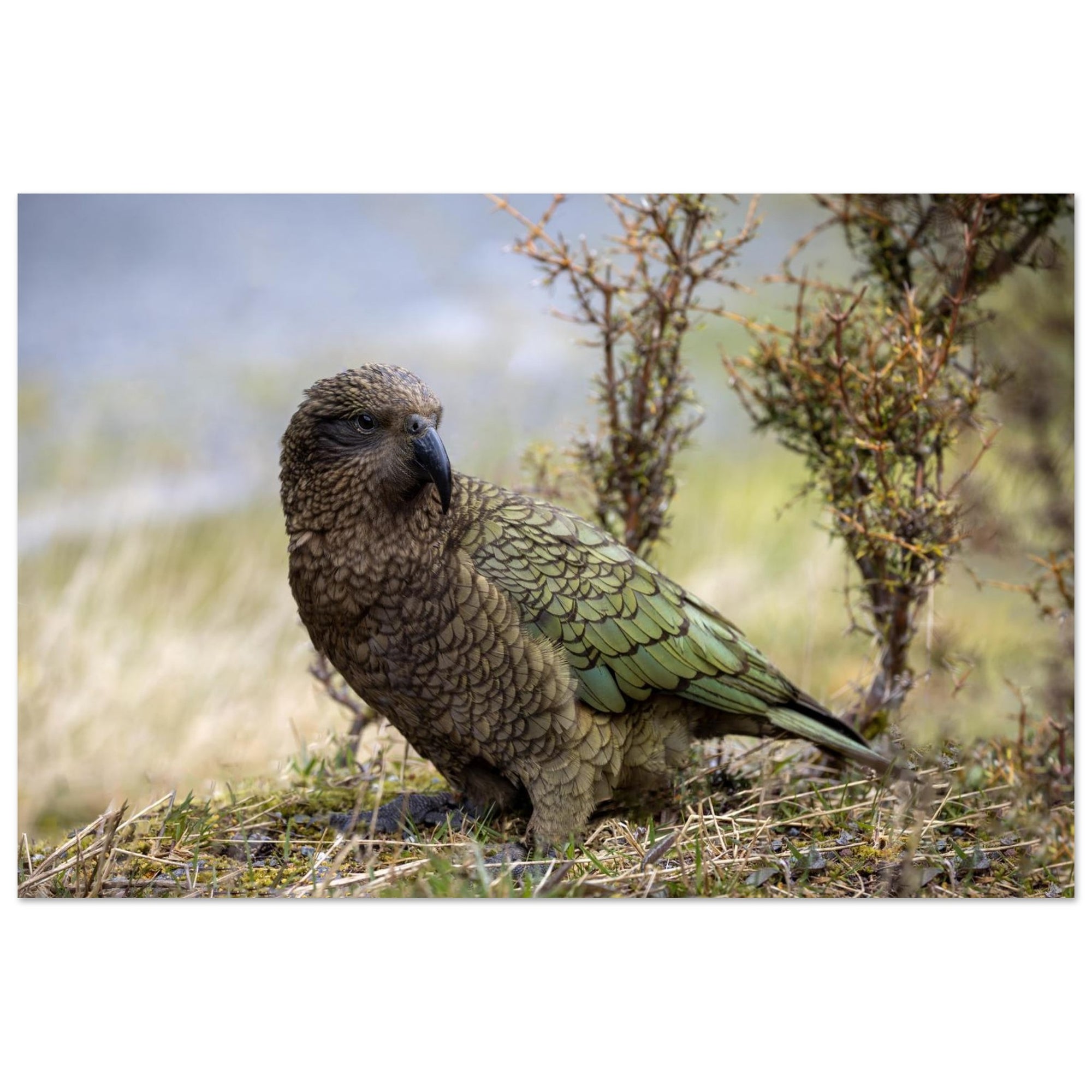 5923fd7c-569a-44d3-b0e2-ef181d7f6ede