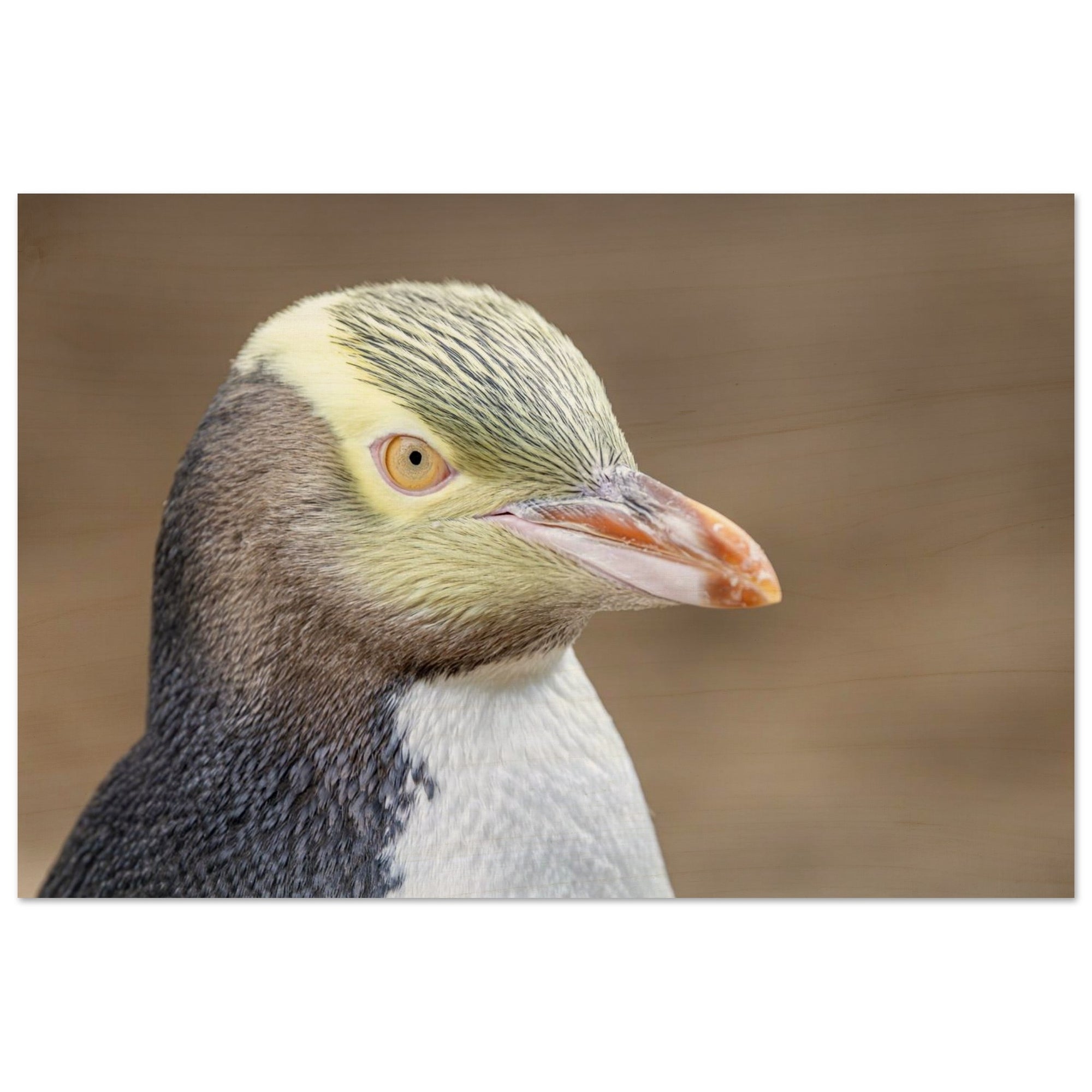 62435f01-afac-4658-bee4-fffd0510cfc4