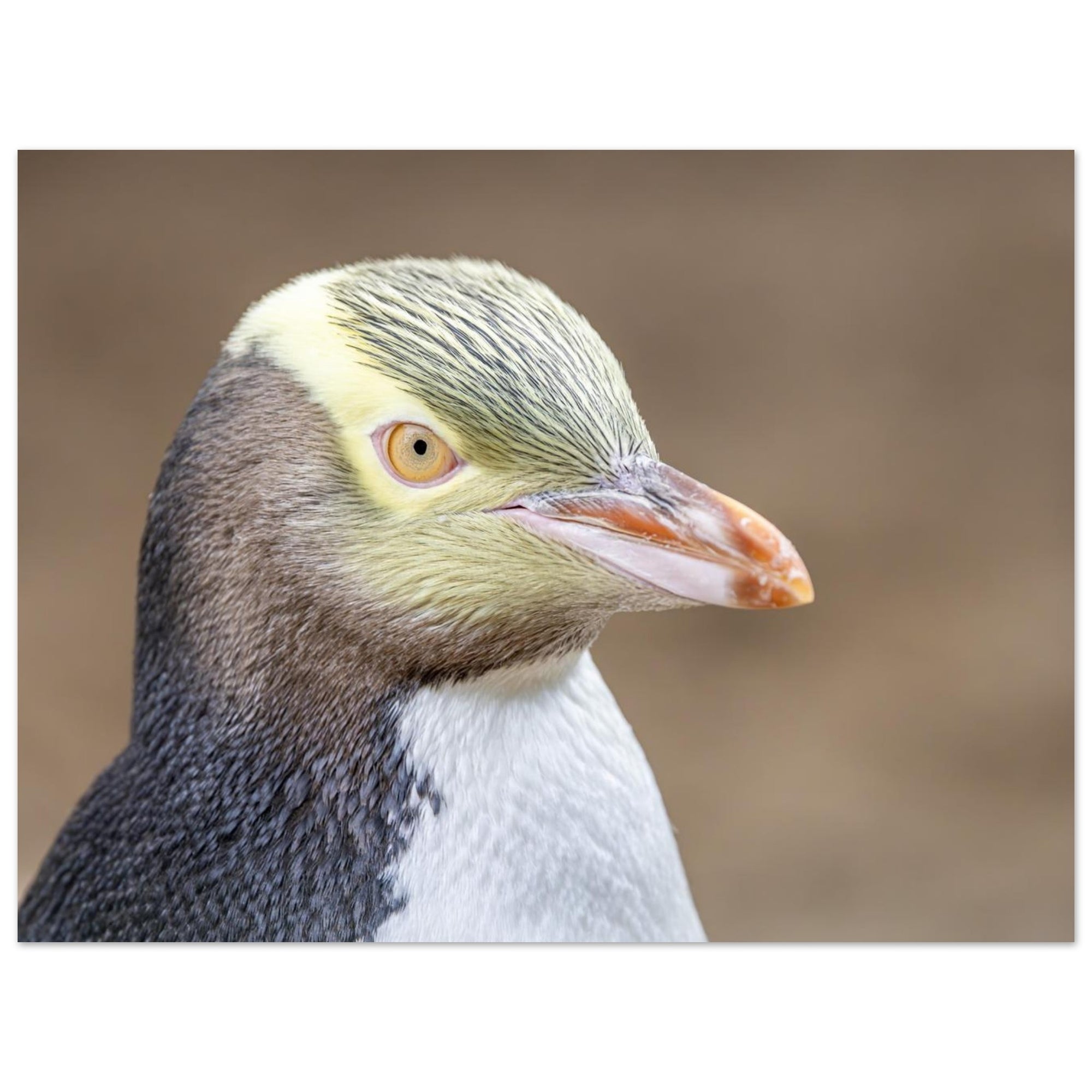 6ff7a467-30f4-4ade-9444-b2b58a90a6ed