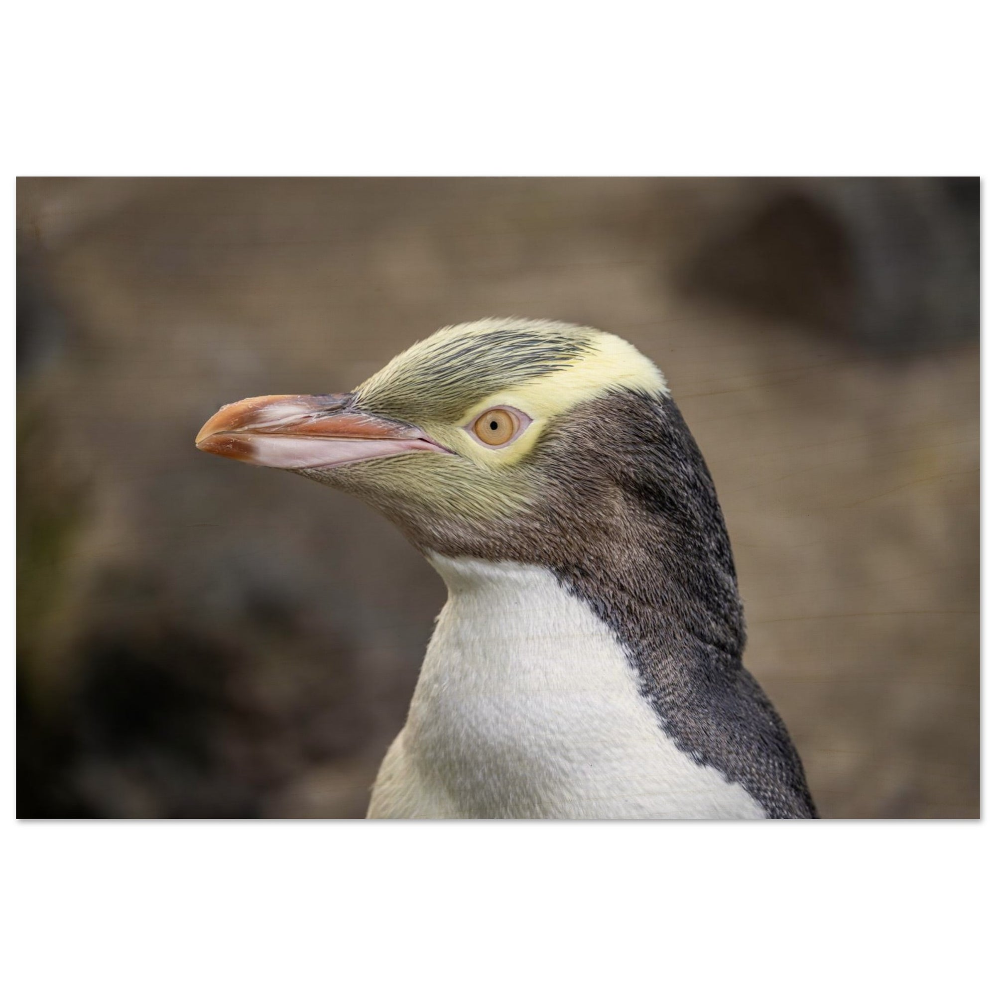 6ffc054c-b043-42b3-afb8-0e9c5e0c264c