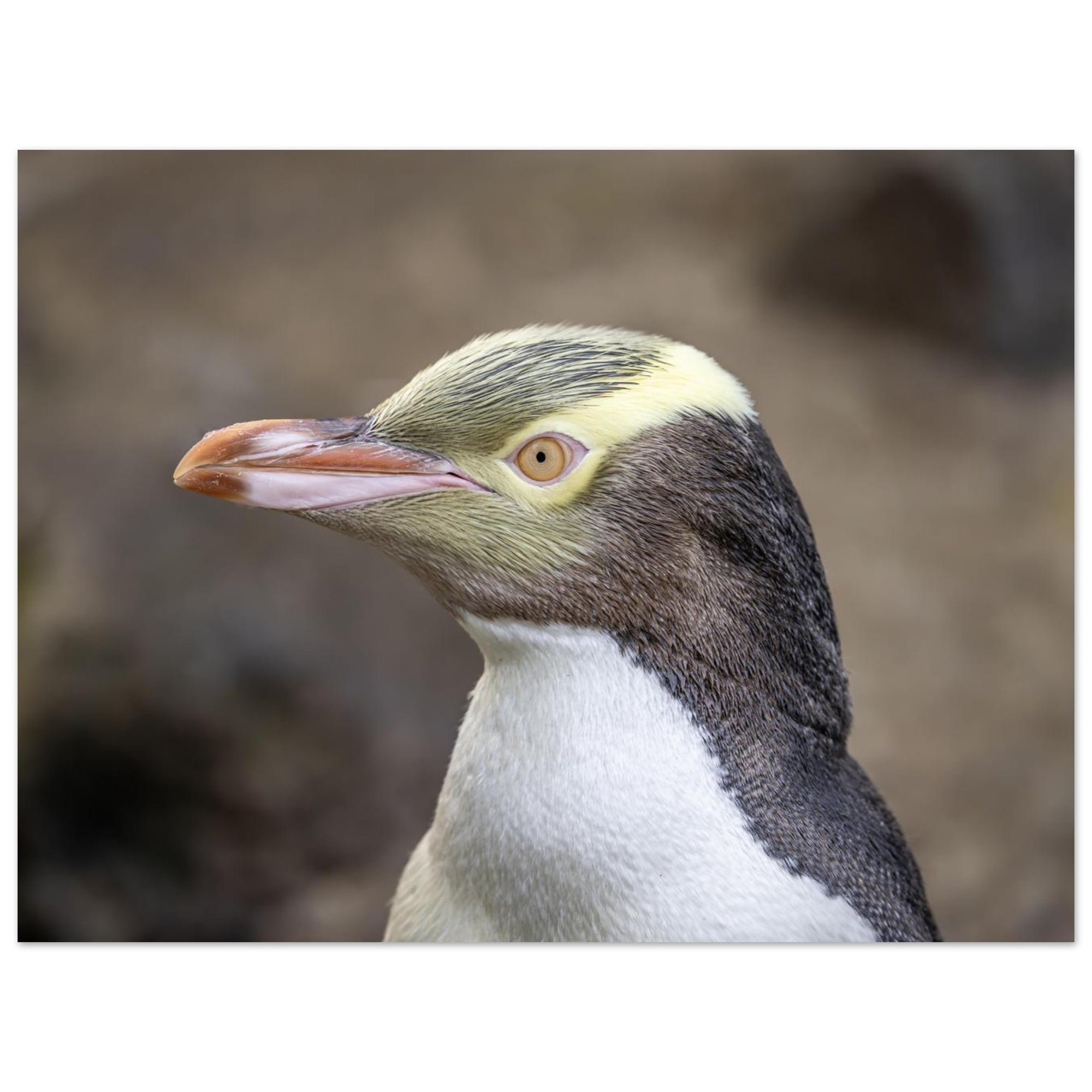 7e2a8288-93c8-4222-af69-a71304bbd736