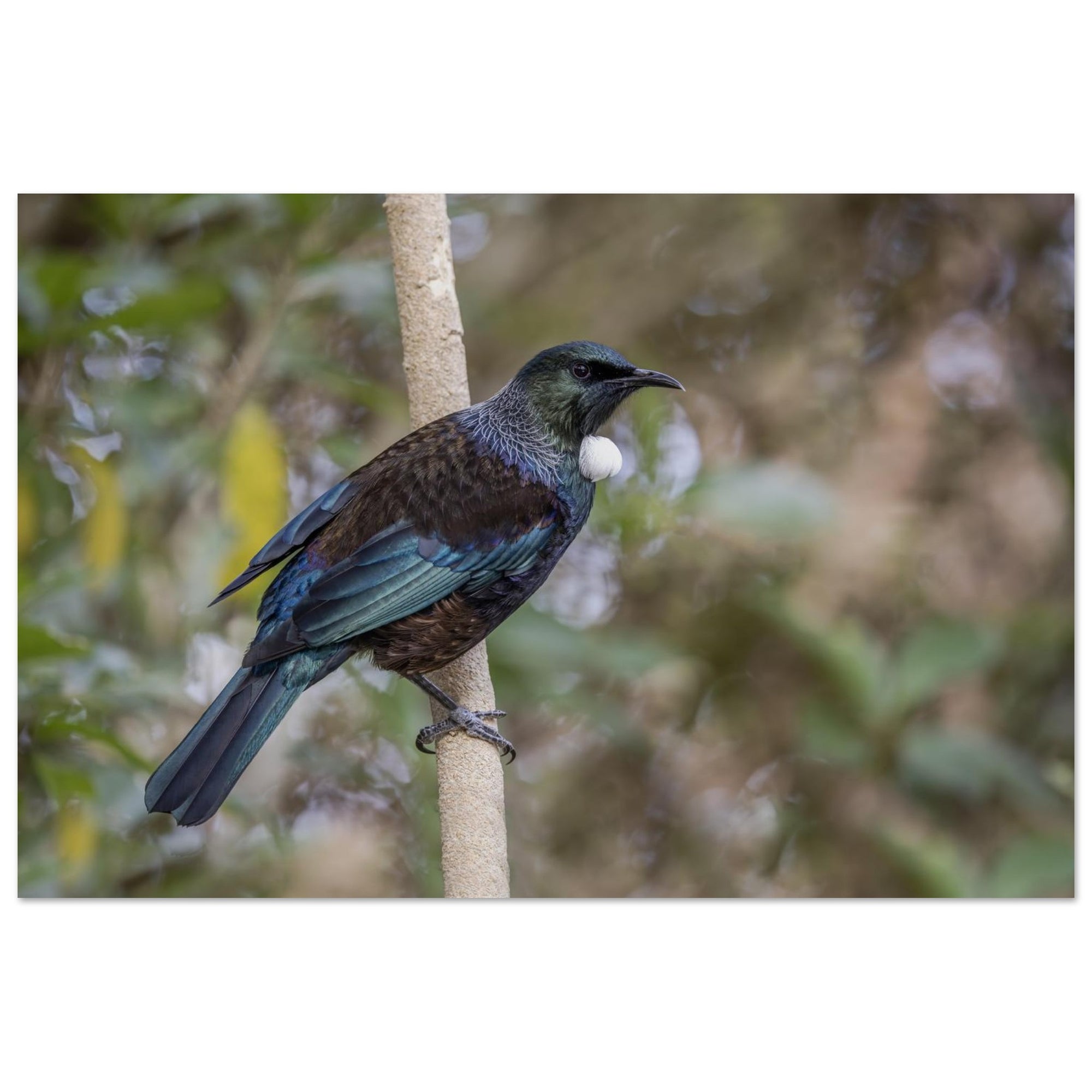 8c9bc209-4ef9-408e-8535-d86307c63580