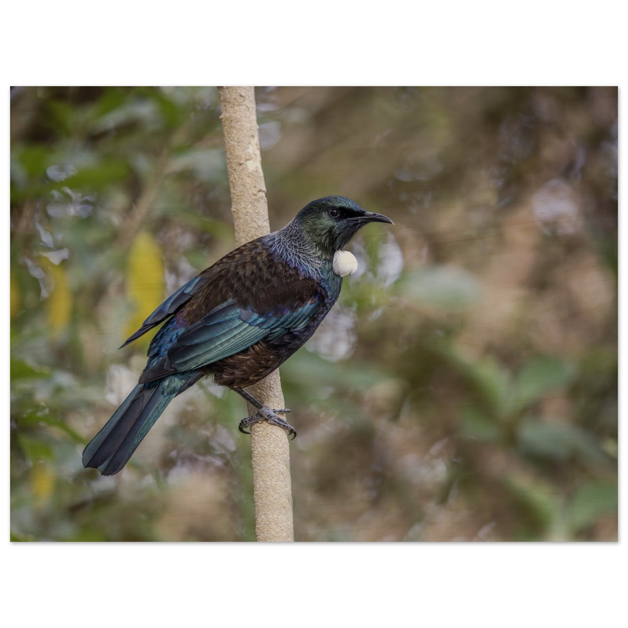 9800c9db-8724-4af5-9250-0c7b589d73f7