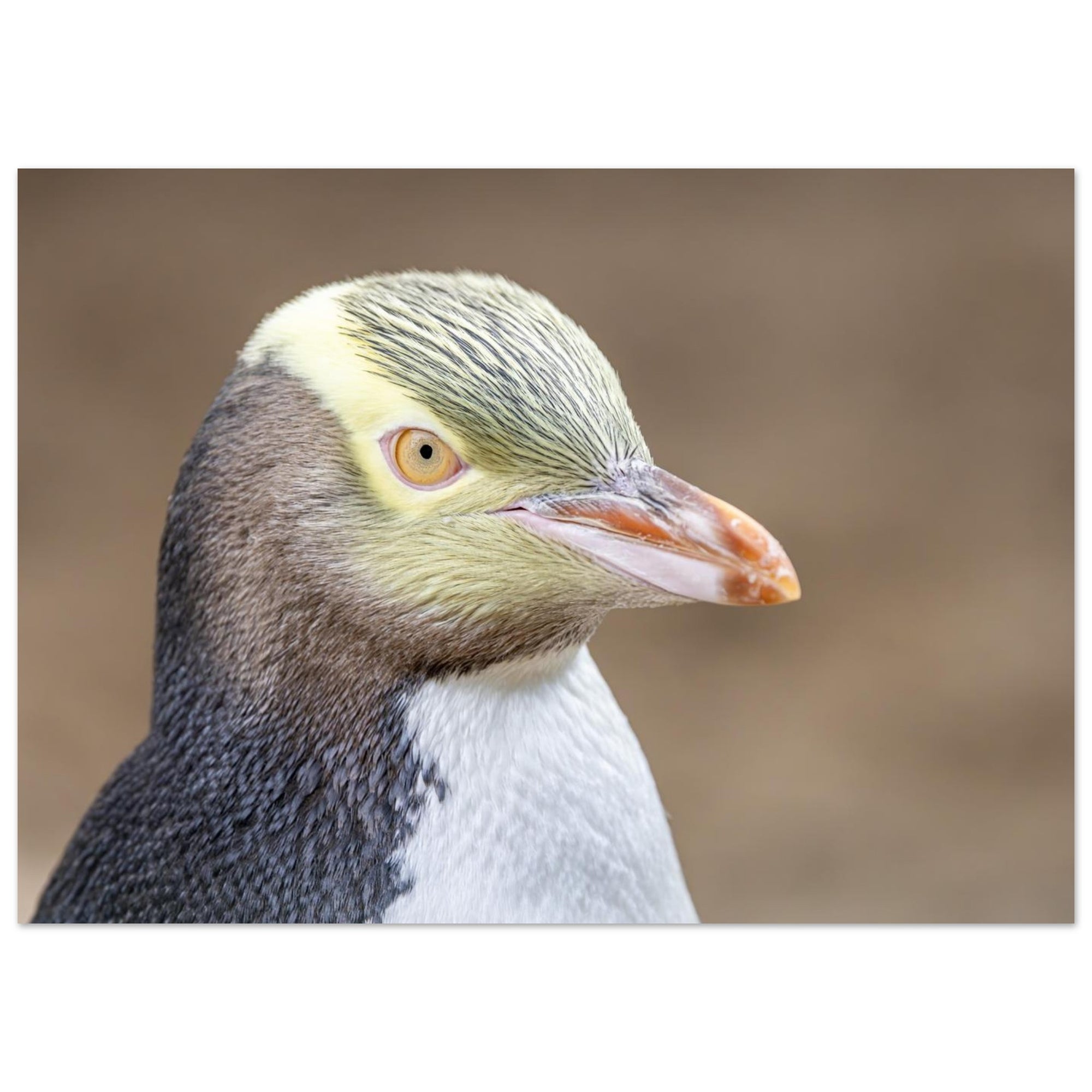 a6327a70-c90b-4ee9-8c59-ab9b282e648a