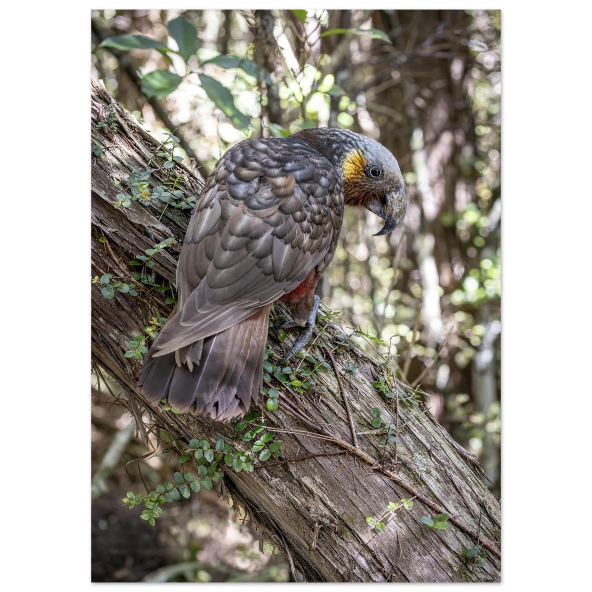 ae861d93-adcb-4e41-ab6b-478f94621822