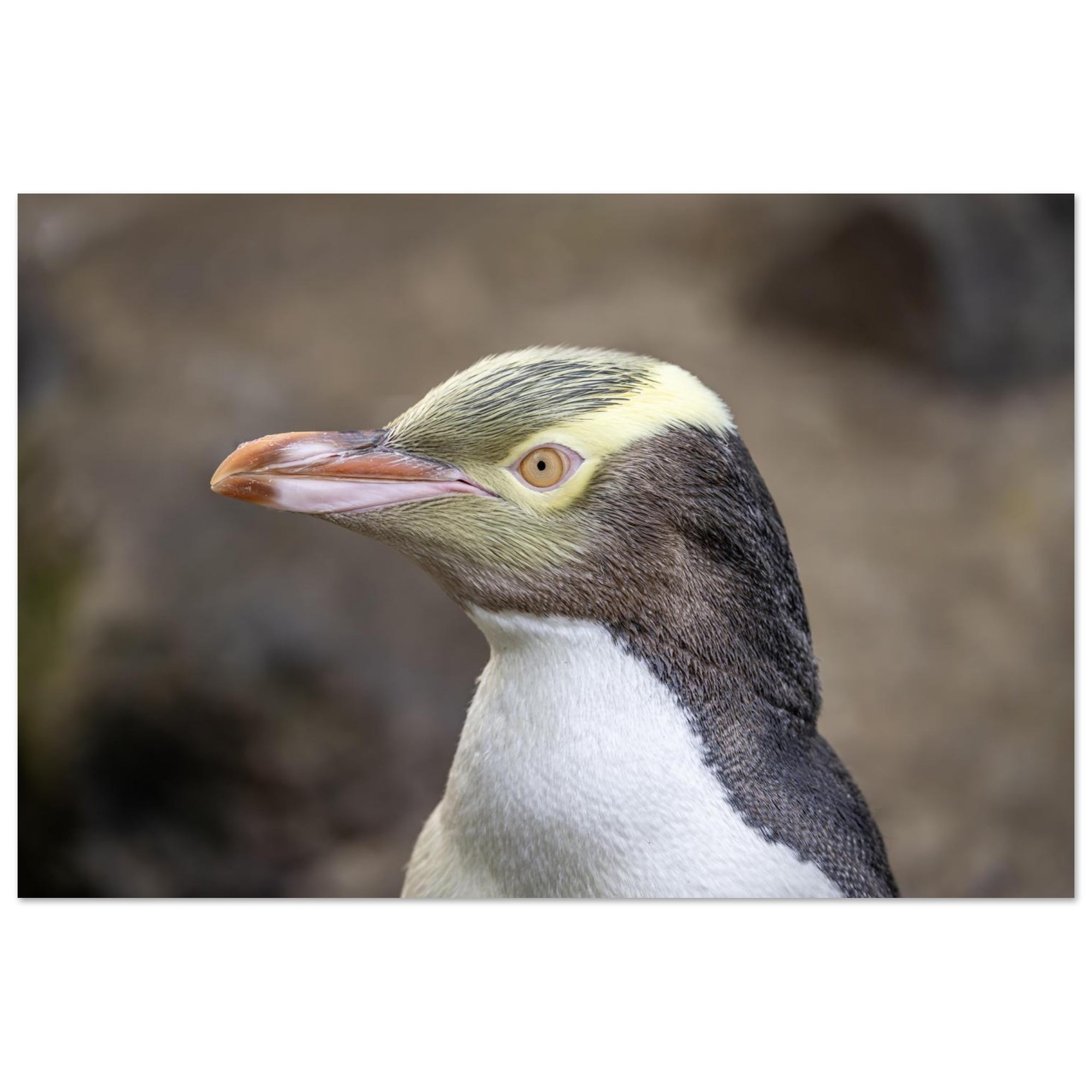 b2038619-81d4-49e5-88cc-df7f87a75515