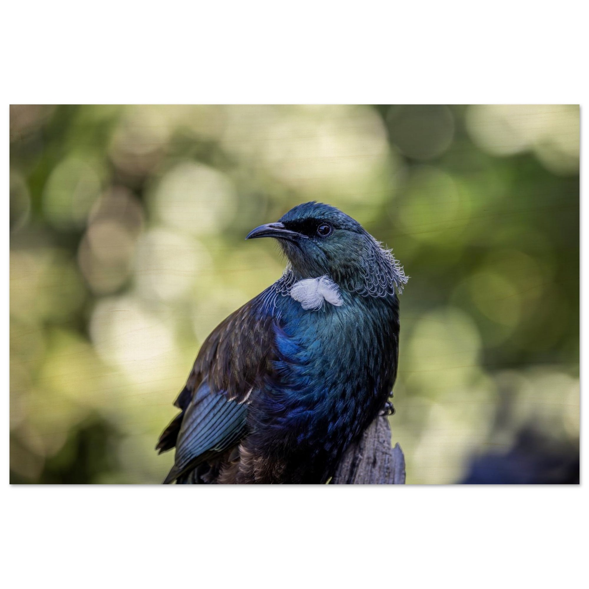 c0f755c1-ea4e-495e-b287-12a5fbf7d9f3