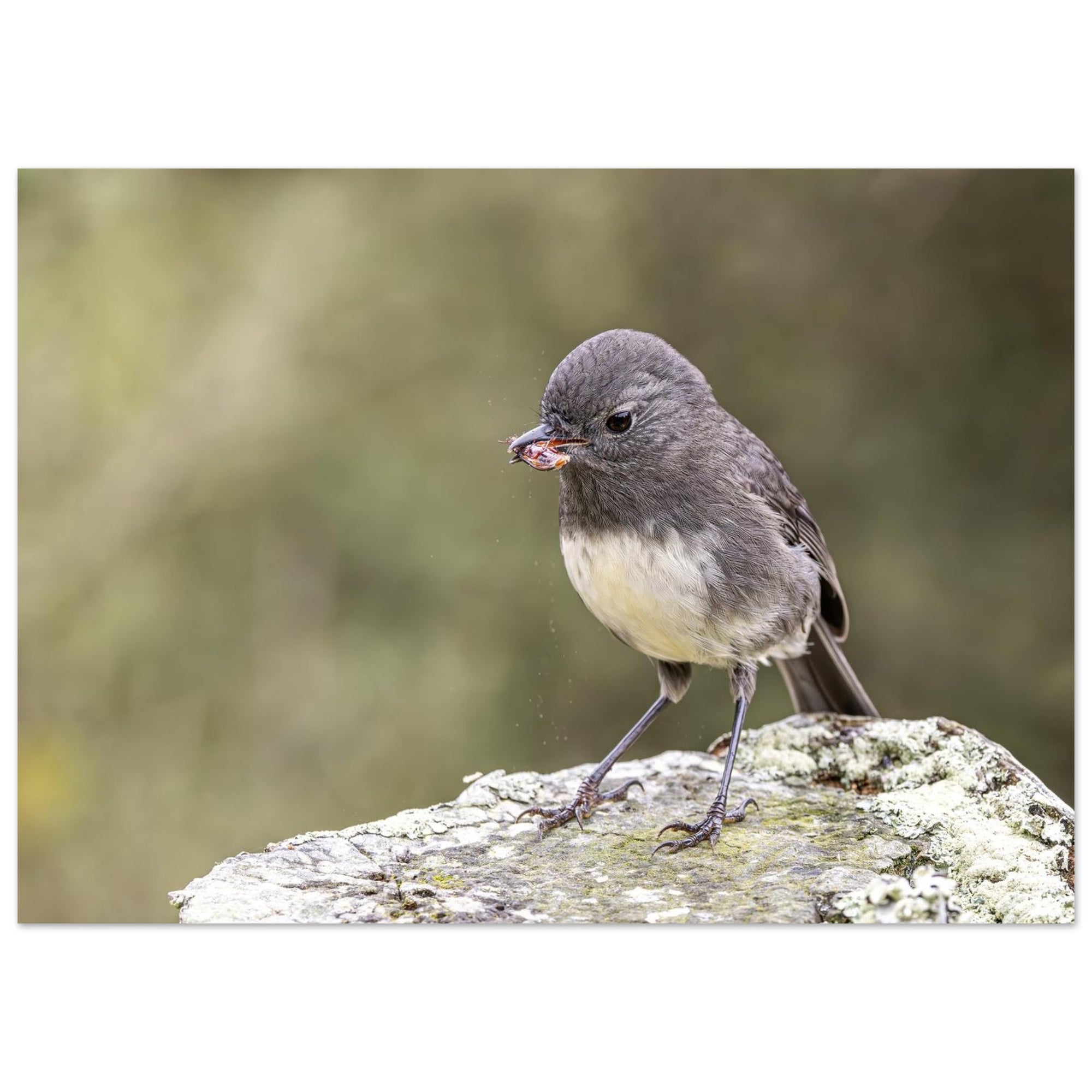 c8fdcc86-08d2-43cb-951d-a715ad6e0ed7