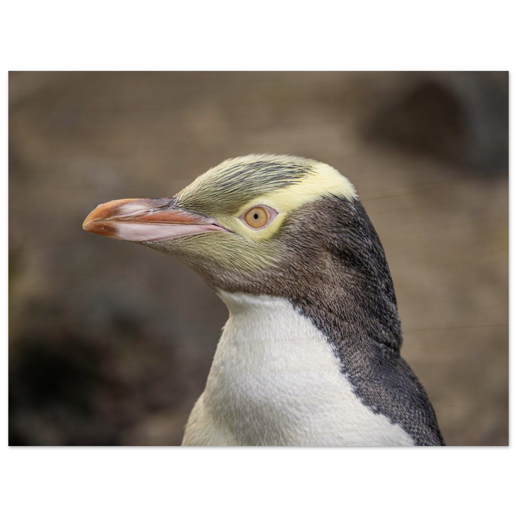 ee1c4254-e8f3-46cc-8b79-81f5ad0cd8cc